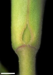 Veronica leiophylla. Leaf bud with sinus. Scale = 1 mm.
 Image: W.M. Malcolm © Te Papa CC-BY-NC 3.0 NZ